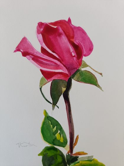 Pink Rose - original watercolour by Vicky Curtin